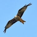 Red Kite