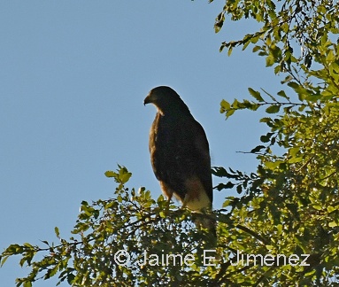 Harris's Hawk
