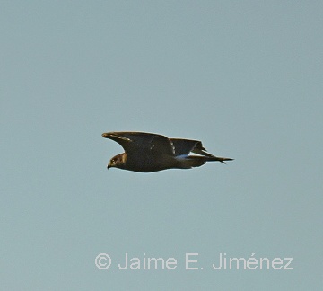Harris's Hawk