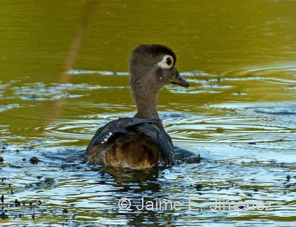 Wood Duck female