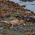 Speckled Teals