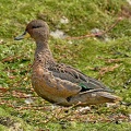 Speckled Teal
