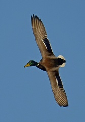 Mallard male