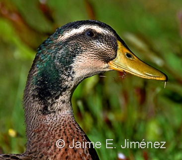 Mallard male