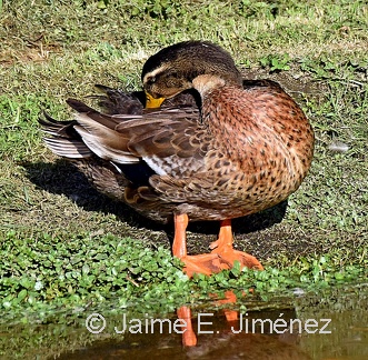 Mallard male