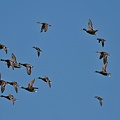Mallards and Green-winged Teals