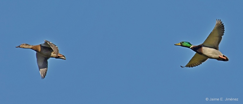 Mallards_Anas_platyrhynchos_LLELA_TX.jpg