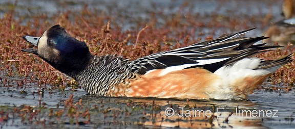Chiloe Wigeon Anas sibilatrix Punta Arenas Chile 8