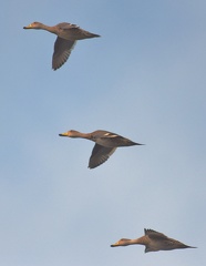 Yellow billed Pintail Anas georgica Ten Ten Chiloe Island Chile