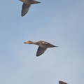 Yellow billed Pintail Anas georgica Ten Ten Chiloe Island Chile