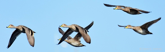 Yellow billed Pintail Anas georgica Ten Ten Chiloe Island Chile 2