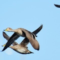 Yellow billed Pintail Anas georgica Ten Ten Chiloe Island Chile 2