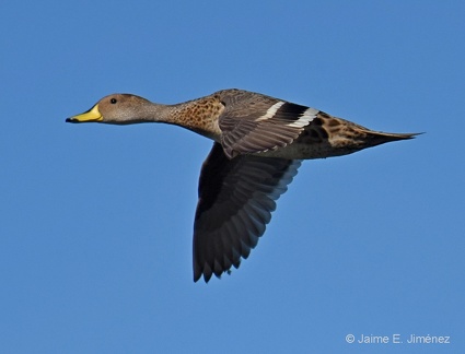 Yellow billed Pintail Anas georgica Ten Ten Chiloe Island Chile 3