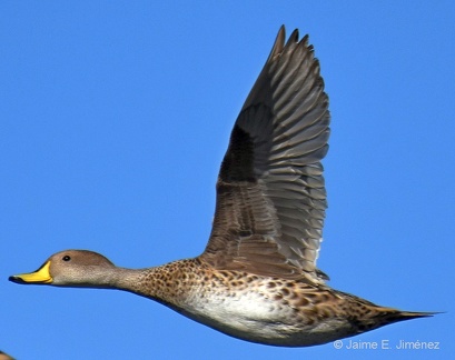 Yellow billed Pintail Anas georgica Ten Ten Chiloe Island Chile 4