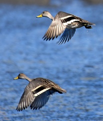 Yellow billed Pintail Anas georgica Ten Ten Chiloe Island Chile 5