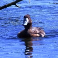Lesser Scaup female