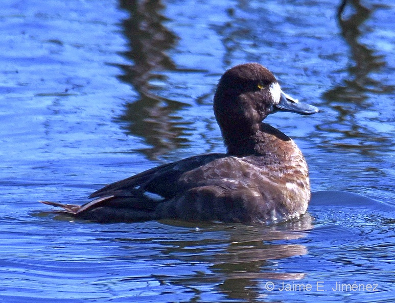 Lesser_Scaup_female_Aythya_affinis_Smith_Oaks_Sanctuary_TX_2.jpg