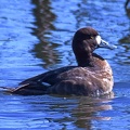 Lesser Scaup female