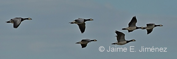 Barnacle Geese