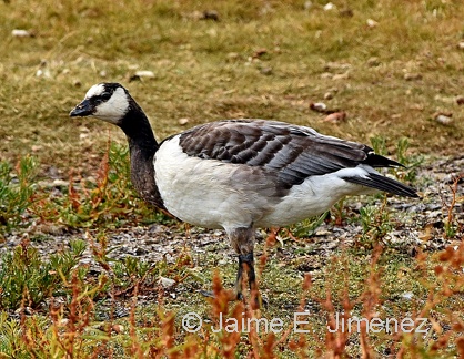 Barnacle Goose