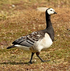 Barnacle Goose