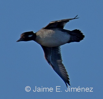 Bufflehead female