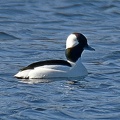 Bufflehead male
