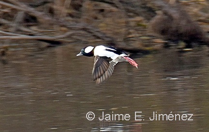 Bufflehead male