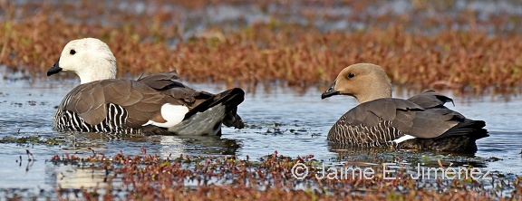 Upland Geese male and female