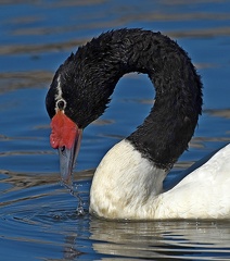 Black-necked Swan