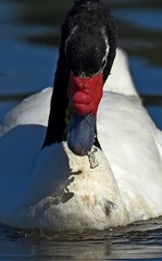 Black-necked Swan