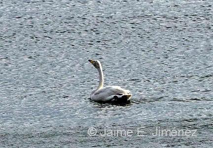 Whooper Swan