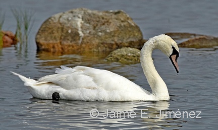 Mute Swan