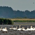 Mute Swans