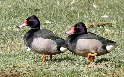 Rosy-billed Pochards