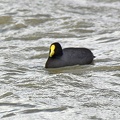 Rosy-billed Pochards  White-winged Coots