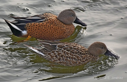 Red Shoveler Spatula platalea Cartagena Chile 2