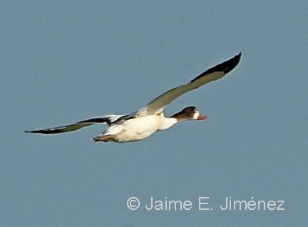 Common Shelduck juvenile