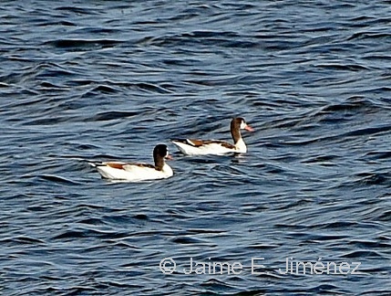 Common Shelducks juvenile