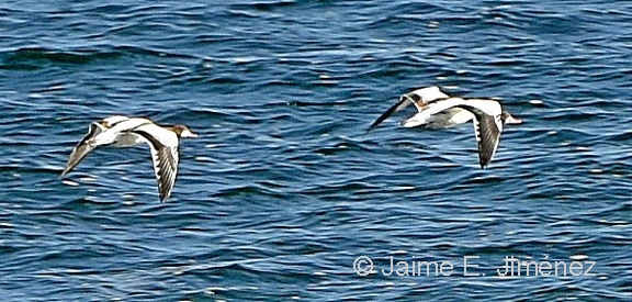 Common Shelduck juveniles