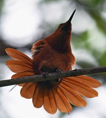Juan Fernandez Firecrown Sephanoides fernandensis male Juan Fernandez Island Chile 6