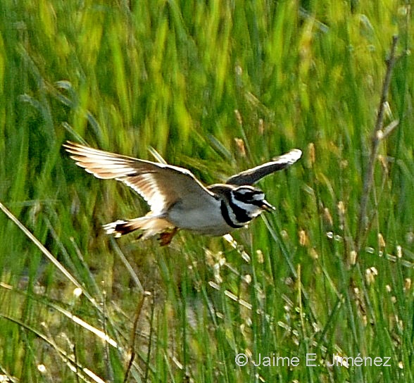 Killdeer_Charadrius_vociferus_LLELA_TX_2.jpg