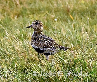 Golden Plover