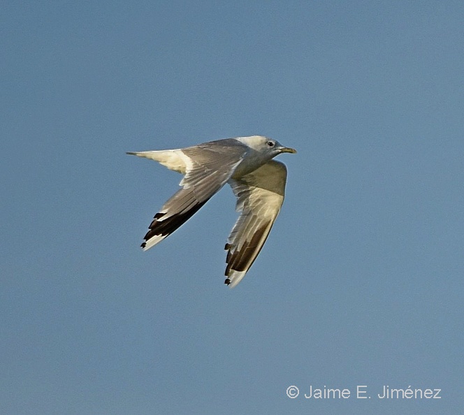 Mew_Gull_Larus_canus_Copenhagen_Denmark.jpg
