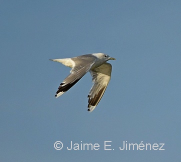Mew Gull