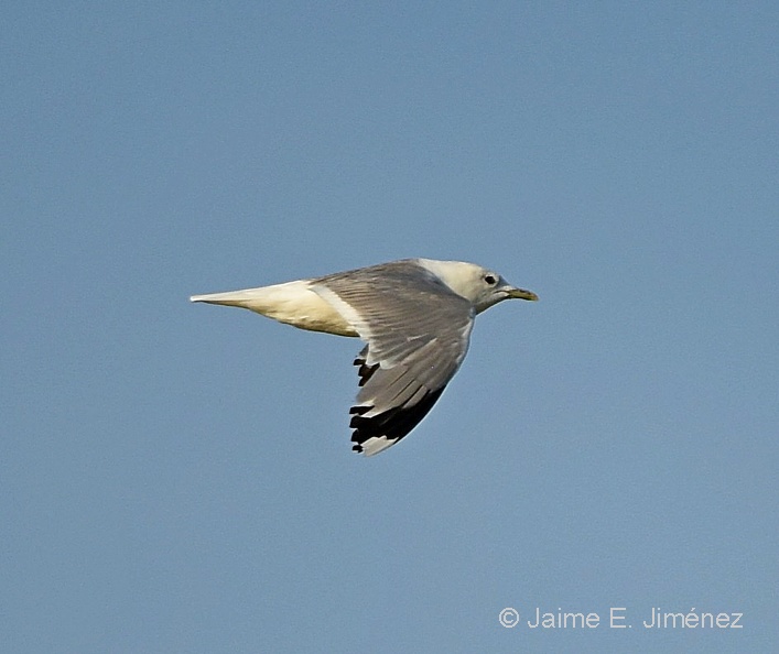 Mew_Gull_Larus_canus_Copenhagen_Denmark_2.jpg