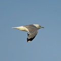 Mew Gull