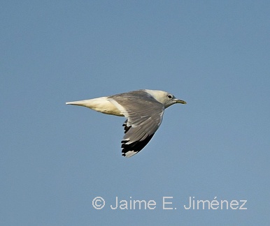 Mew Gull