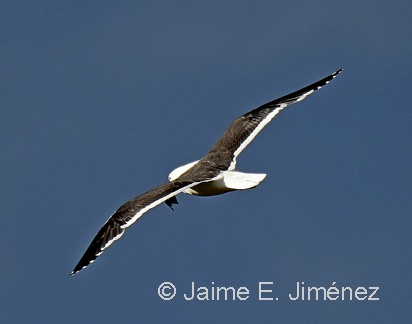 Kelp Gull