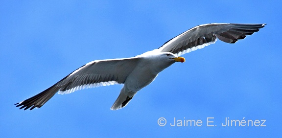 Kelp Gull